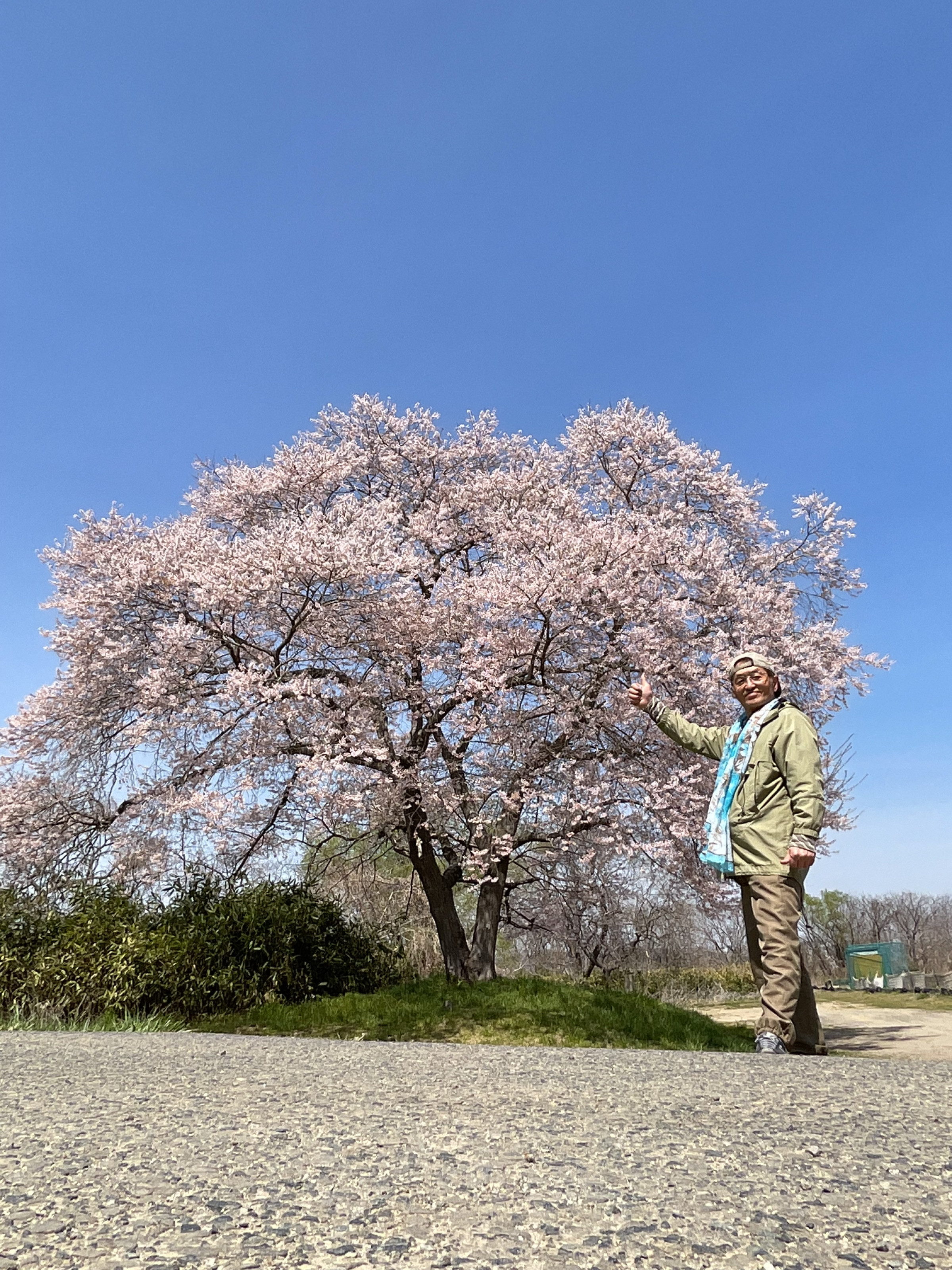 名取一本桜