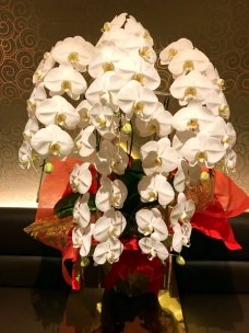 胡蝶蘭・観葉植物