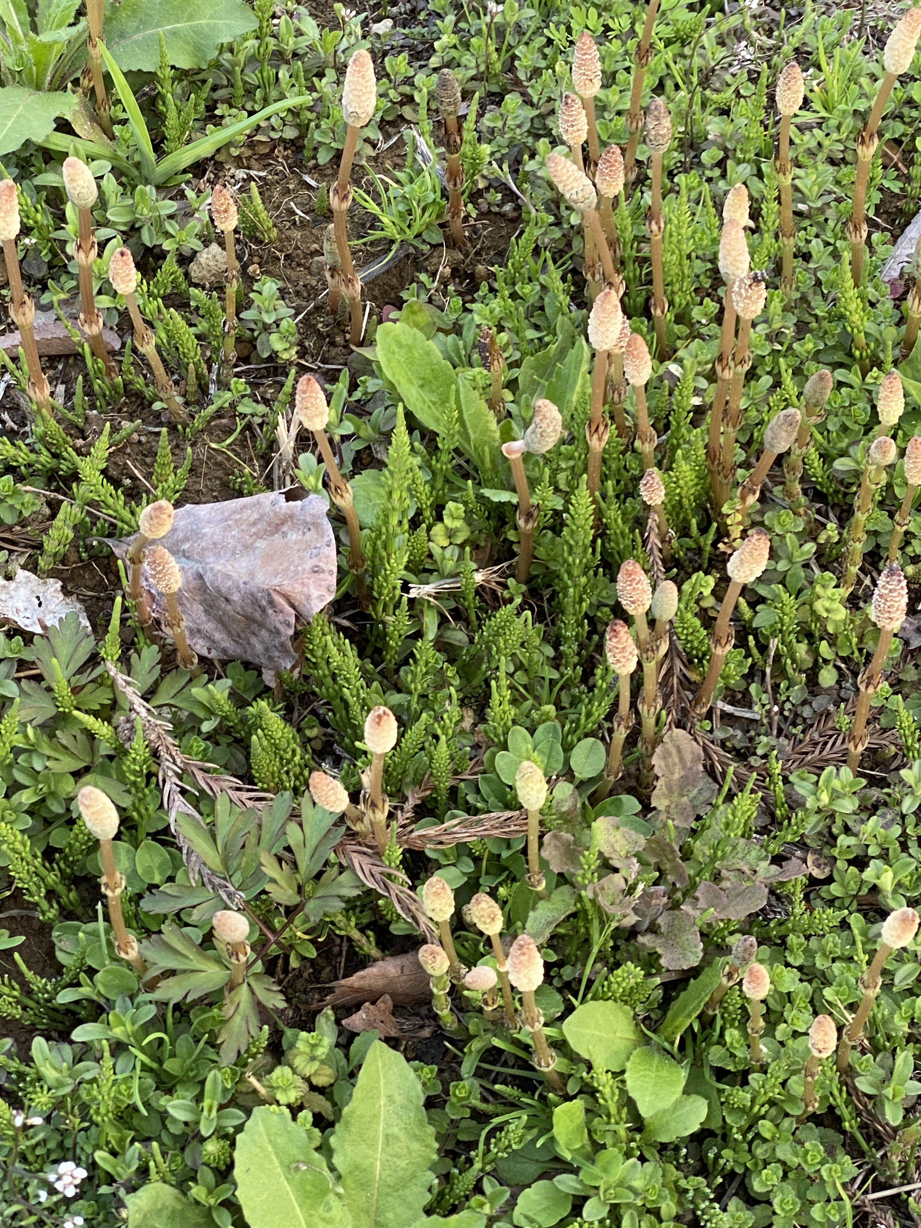 つくしが芽を出してます
