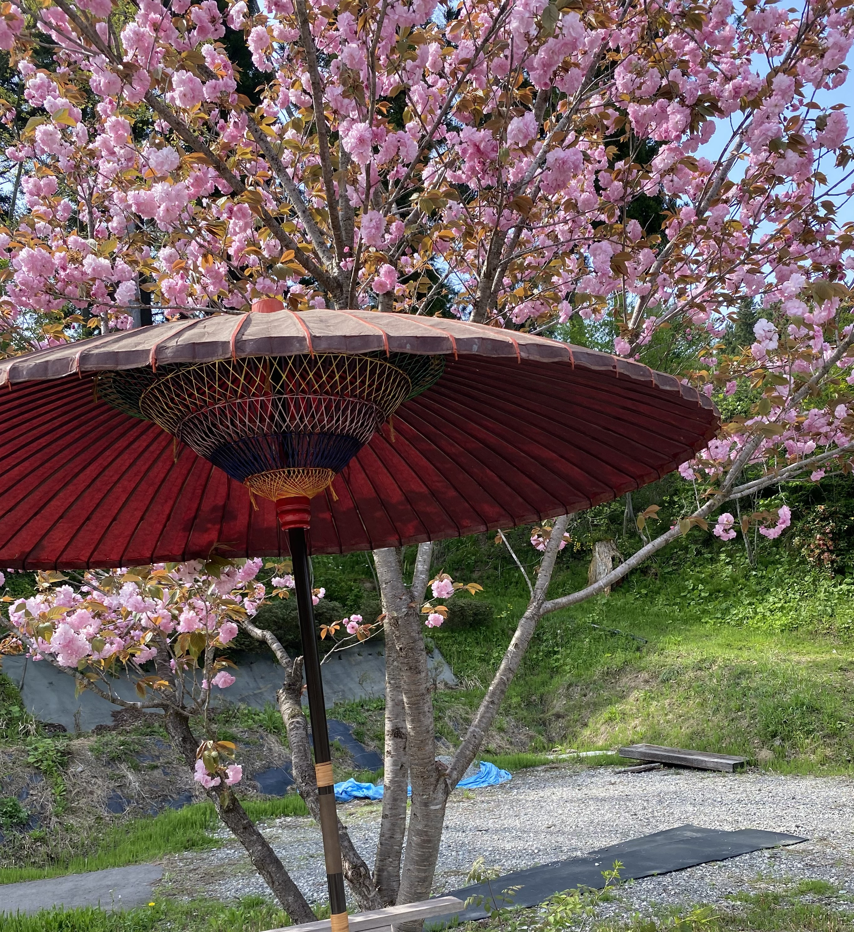 八重桜がさきましたr