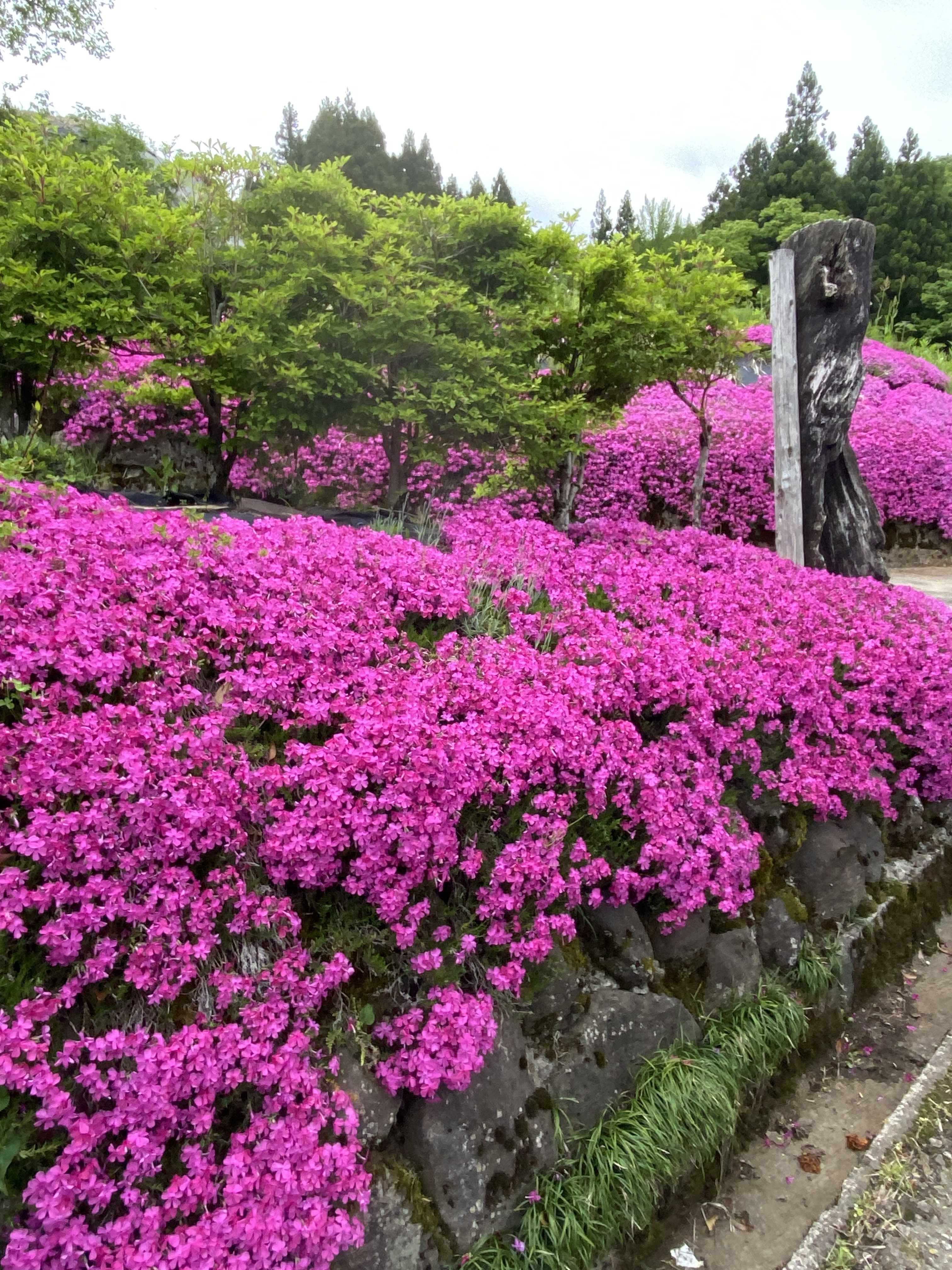 芝桜が満開です