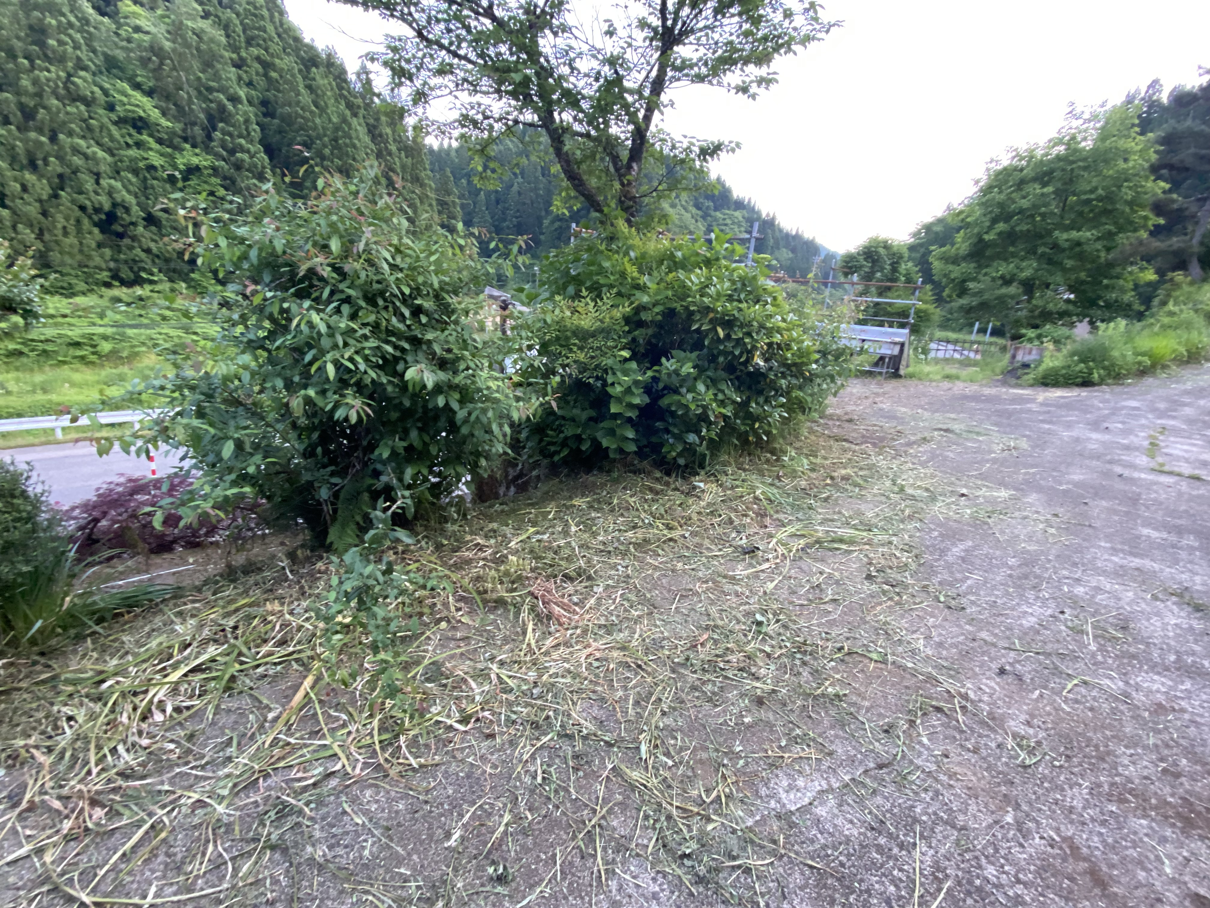 草蓮坂の草刈り