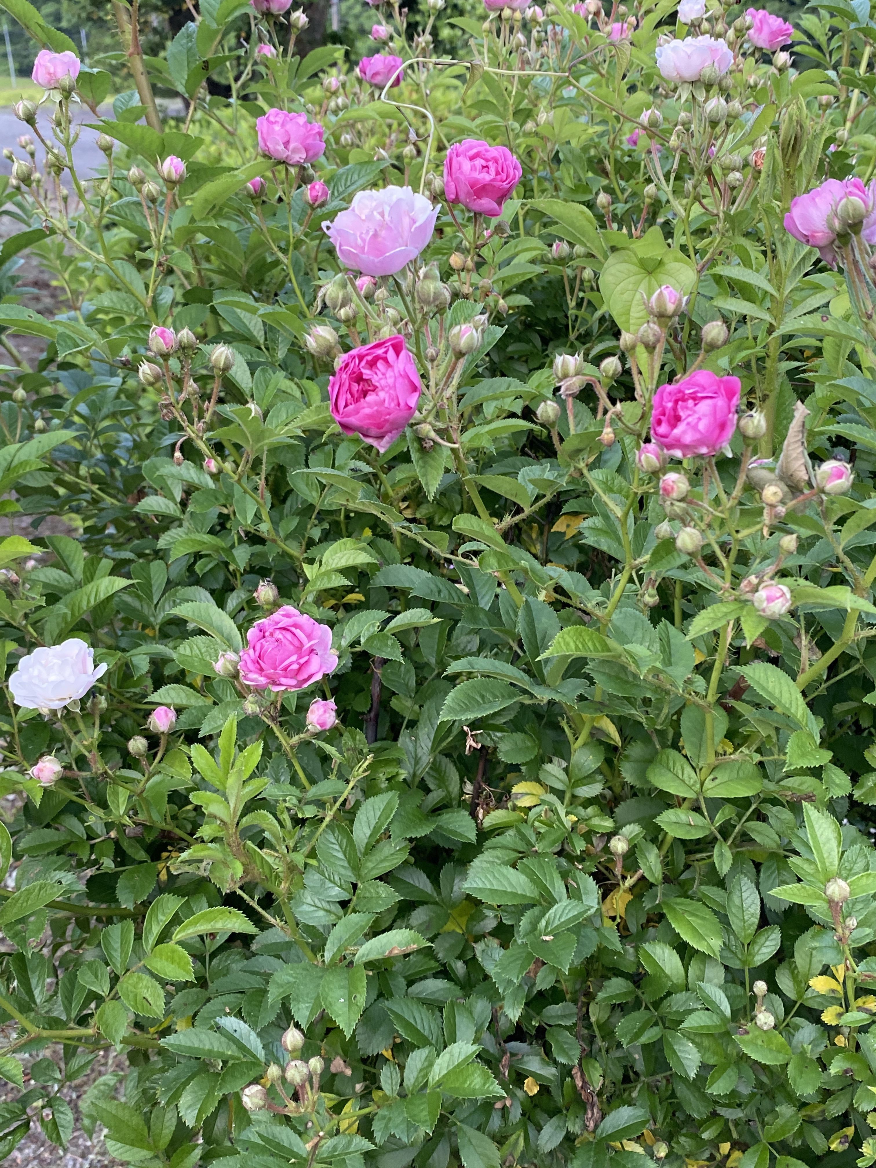 お花も次々咲いて