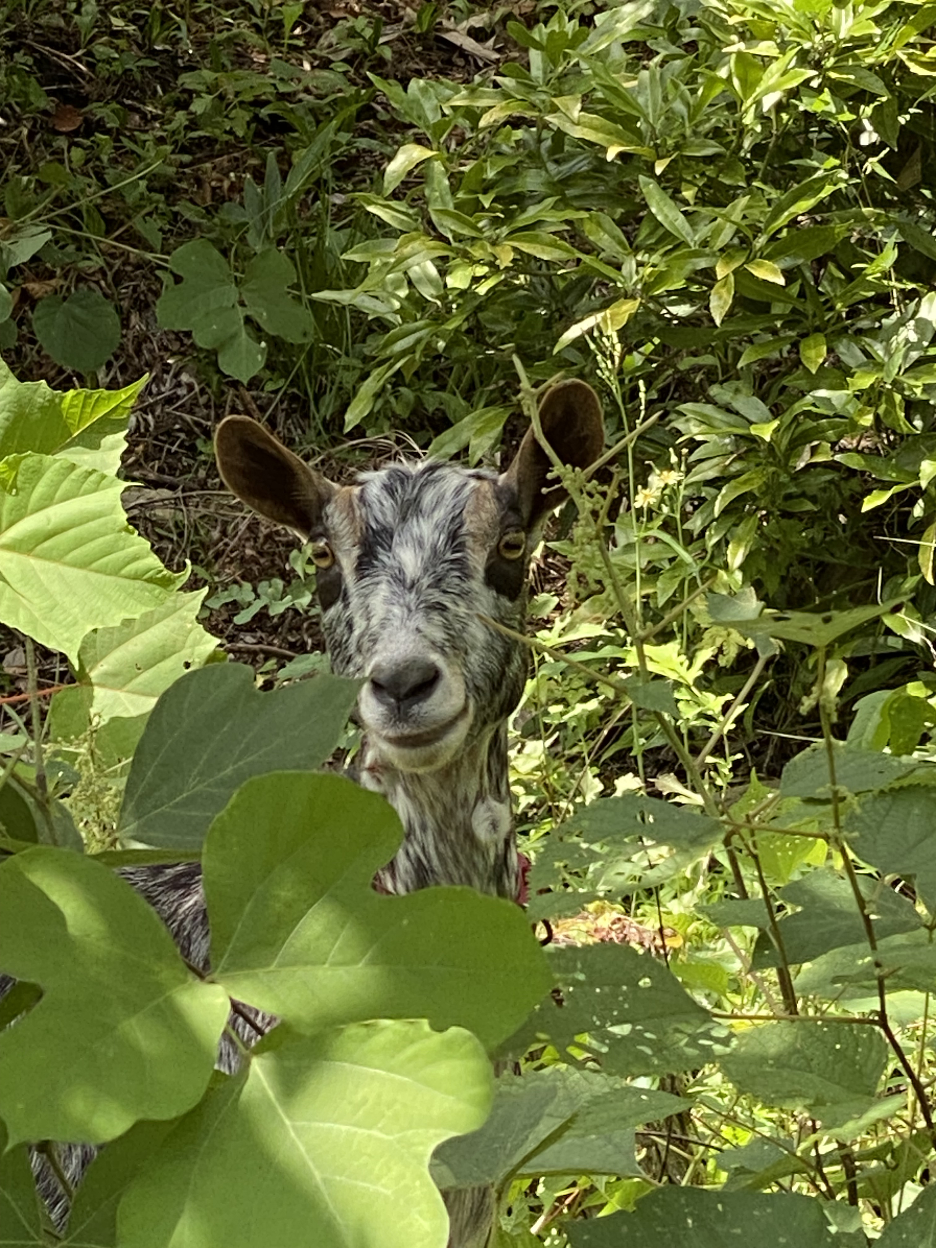 ヤギ🐐さんがやって来ました