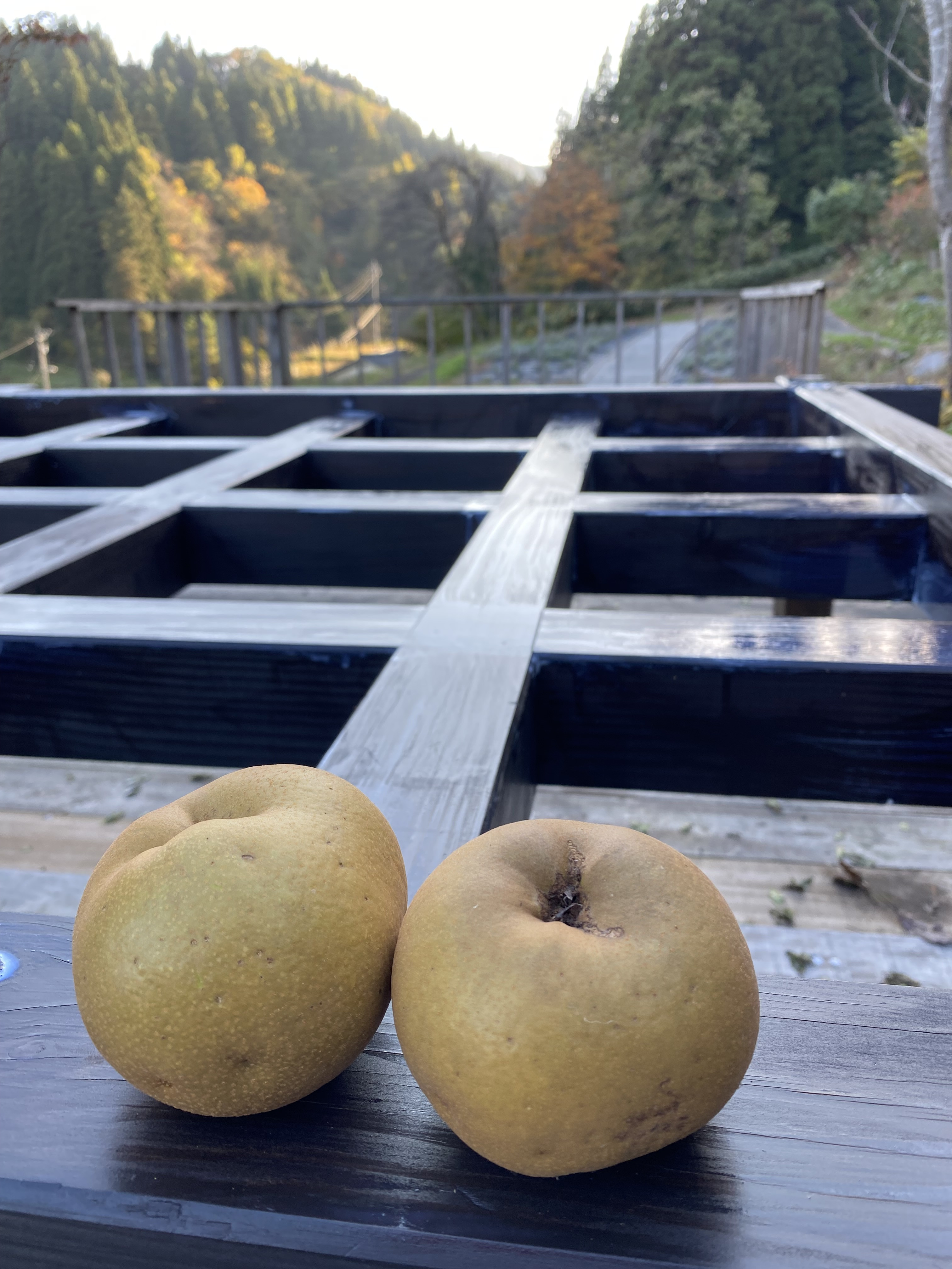 🍐梨が2個収穫