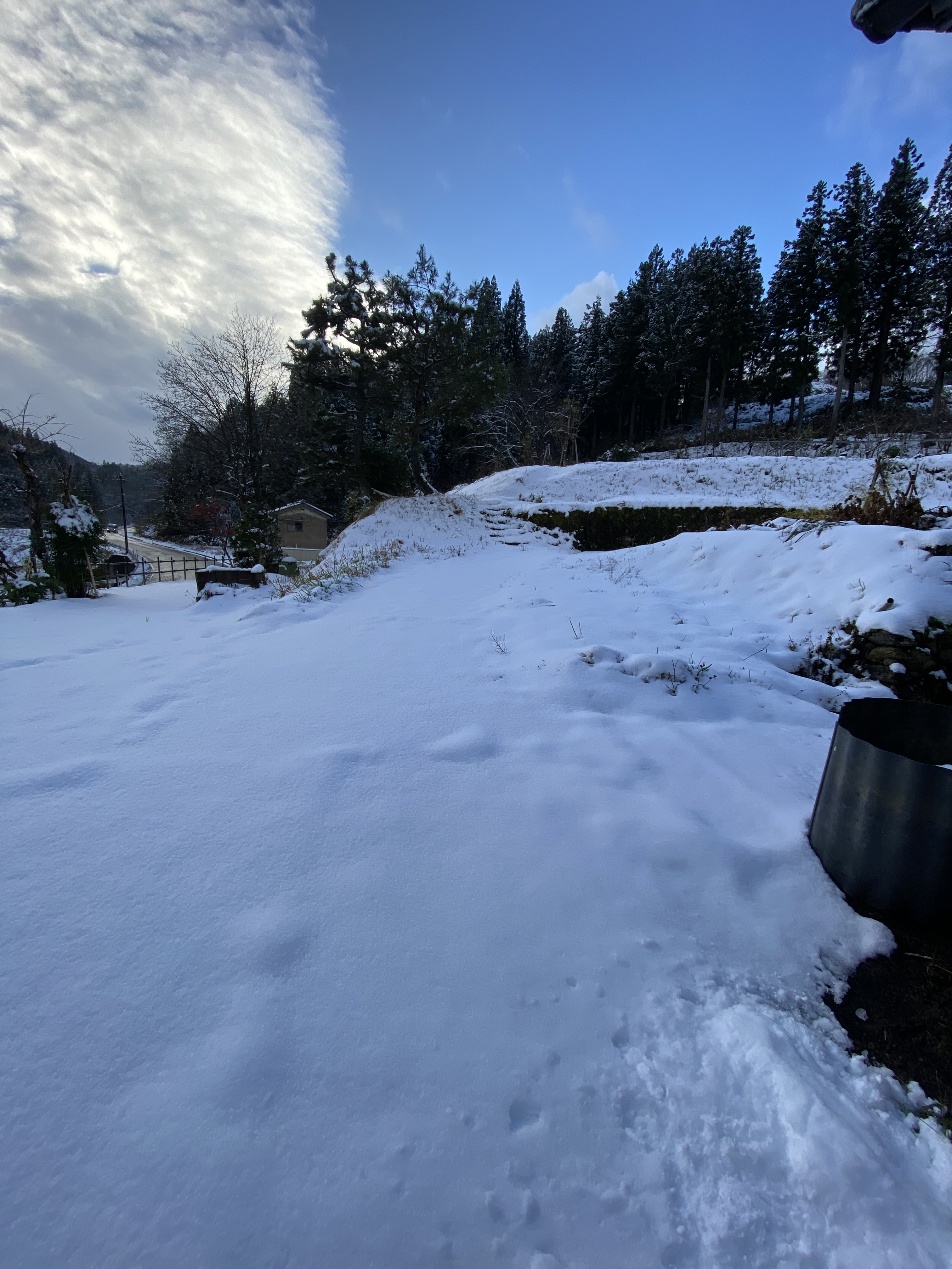 雪が降りました