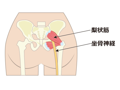 坐骨神経.jpg