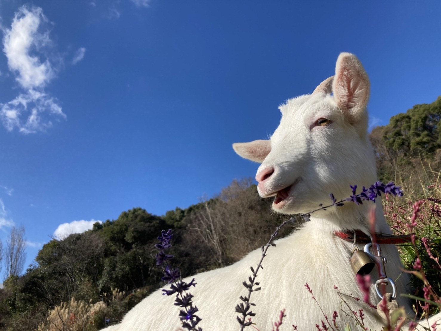 よければ、ごいっしょに。