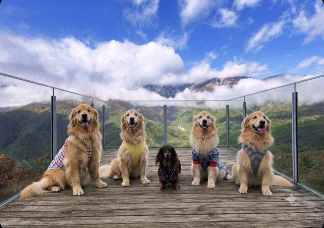 岩岳ゴンドラでマウンテンハーバーへ