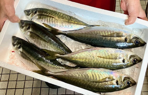 sada-aji.jpg