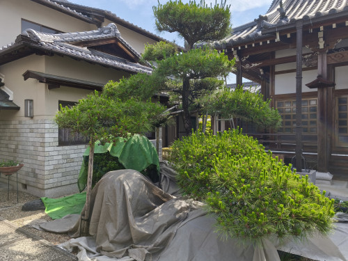 剪定作業例３：作業前
