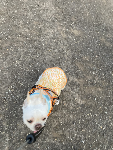 友達🐶