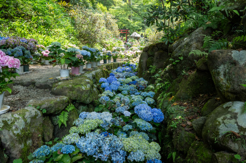 岡寺-4.jpg