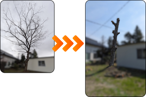 伸びすぎた木をバッサリ After