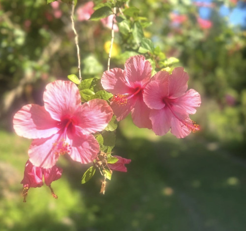 IMG_7656.jpeg