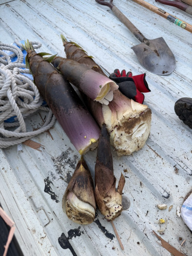 写真 2026-04-25 11 27 06.jpg