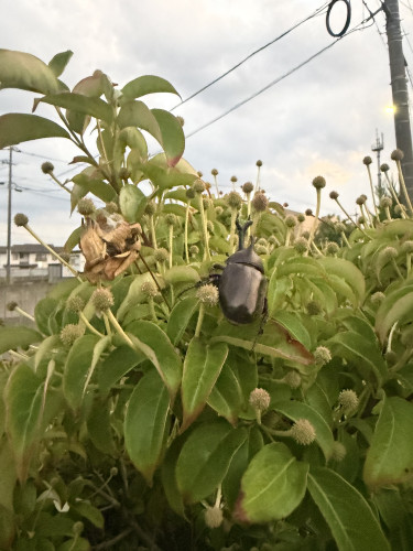 IMG_1959.JPEG