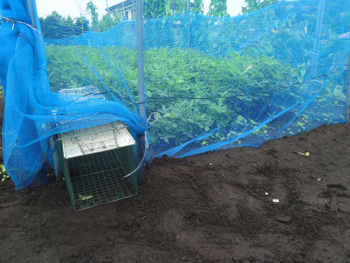 小型獣用の誘導式箱罠