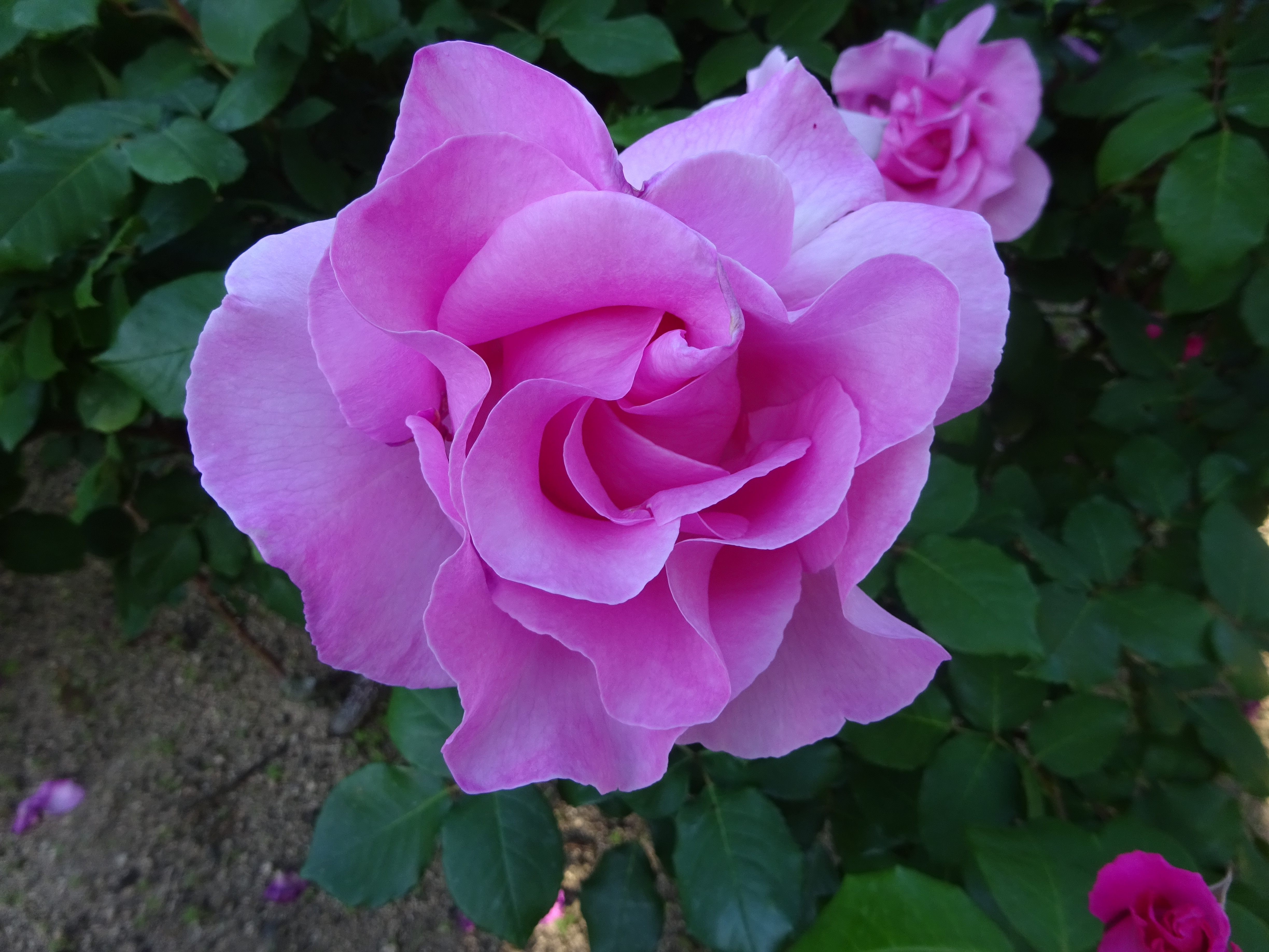 DSC00242.JPG