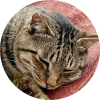 ねこ丸窓.png