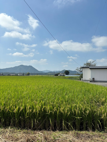 田んぼと店2.jpg