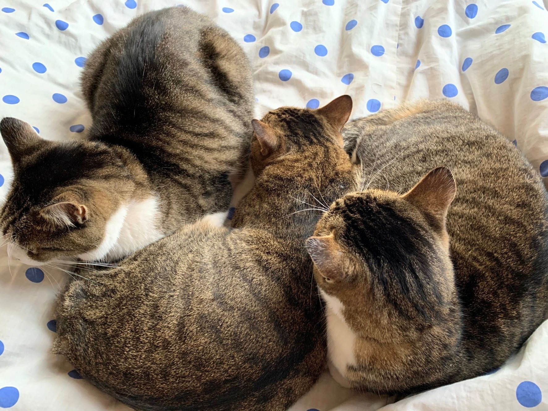 猫という生き物は・・・