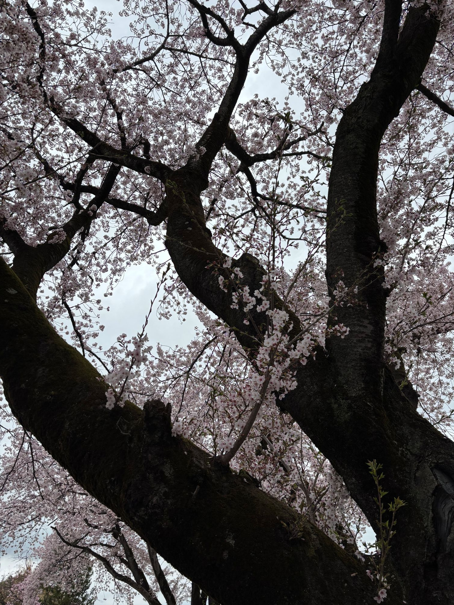 生涯に一度きりの今年の桜