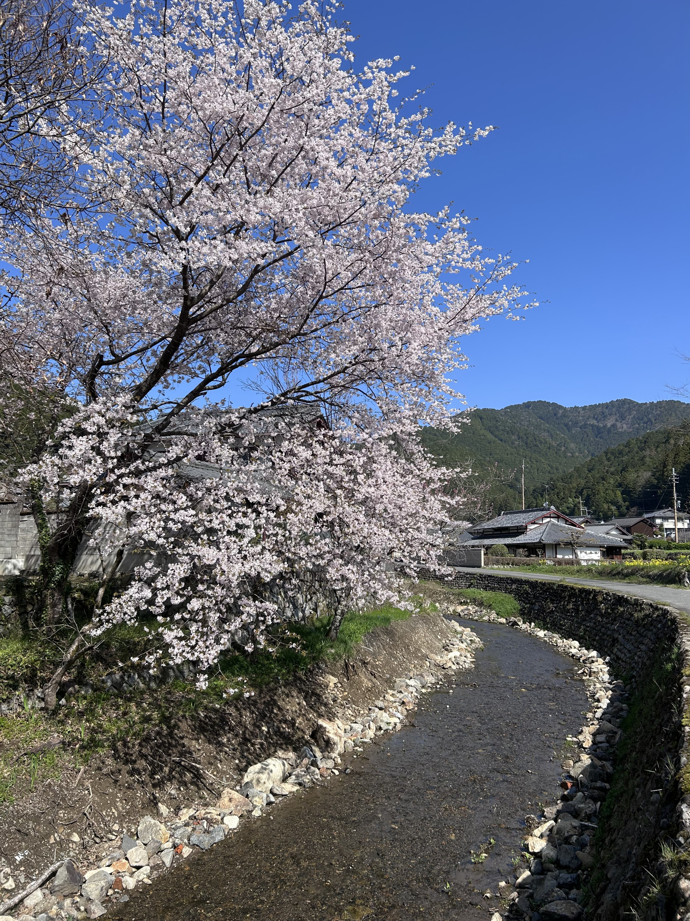 大原春景色、桜