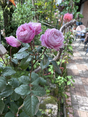 IMG_4822.jpeg