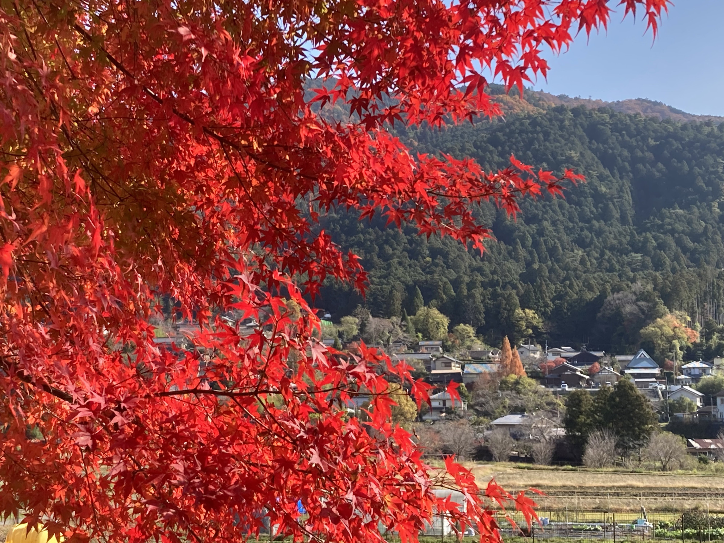 大原秋景色、紅葉