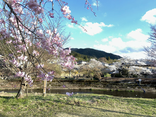 春爛漫！大原の桜が満開です