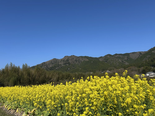 大原から春の便り！菜の花満開のお知らせ