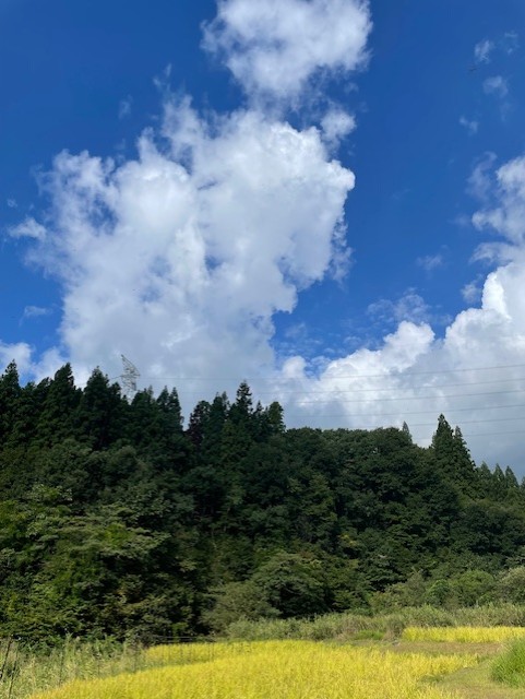 稲刈り
