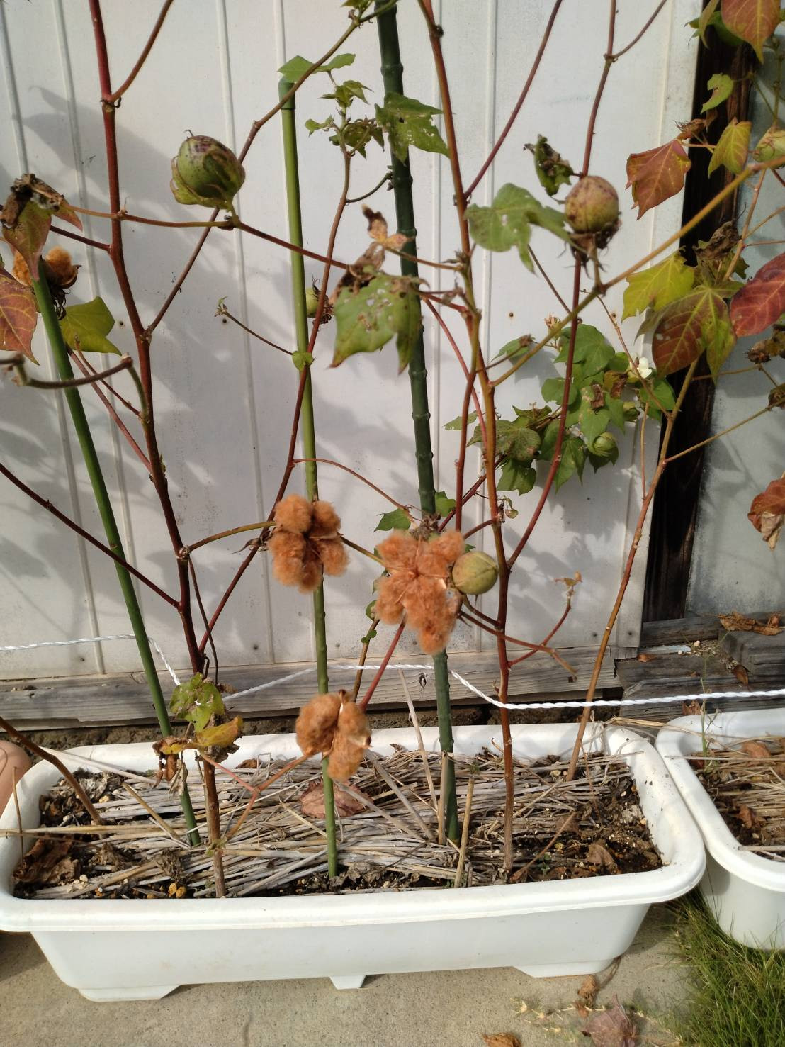 コットン栽培（5年目）きれいめな茶