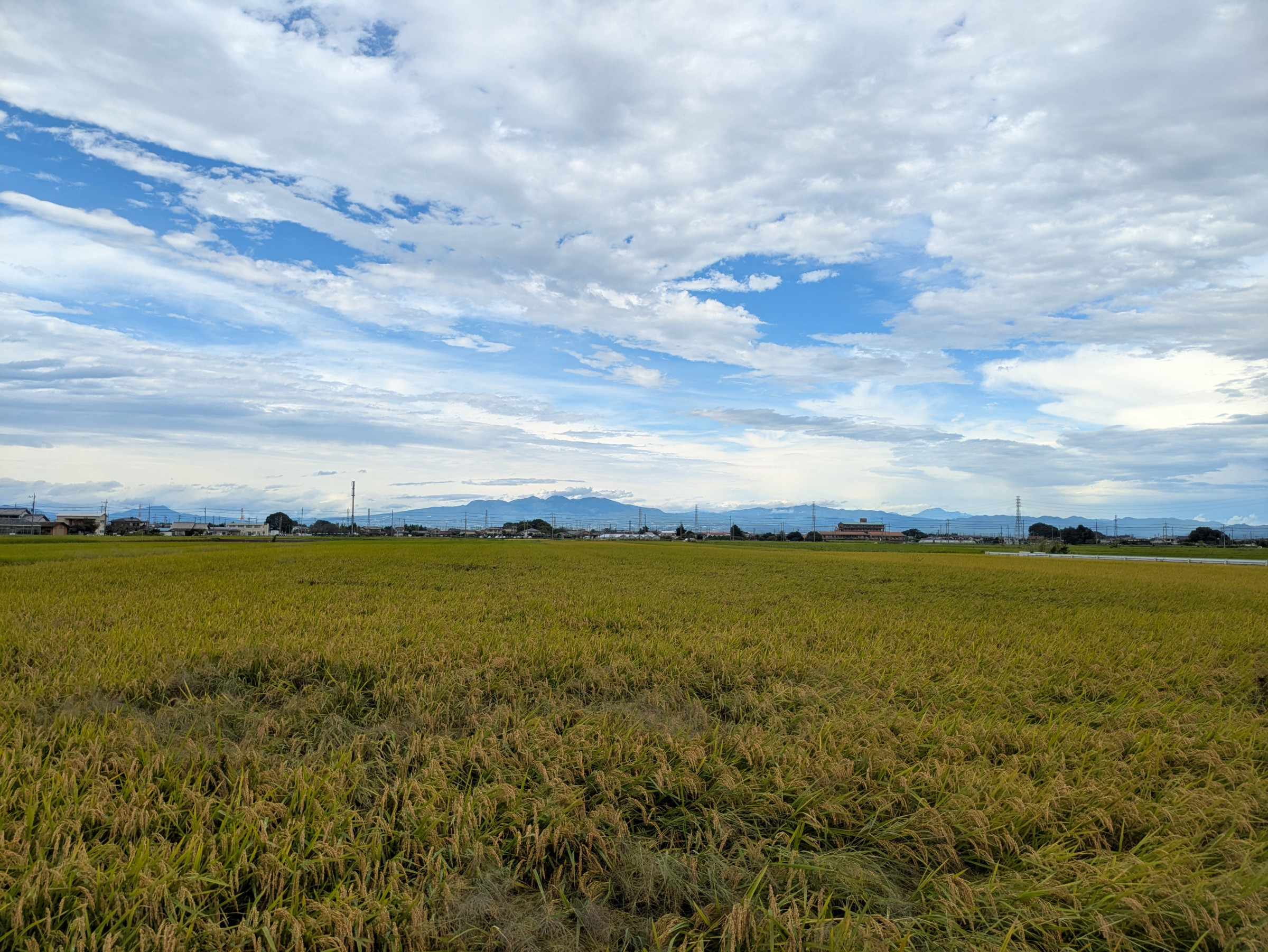 稲刈り体験（キヌヒカリ）