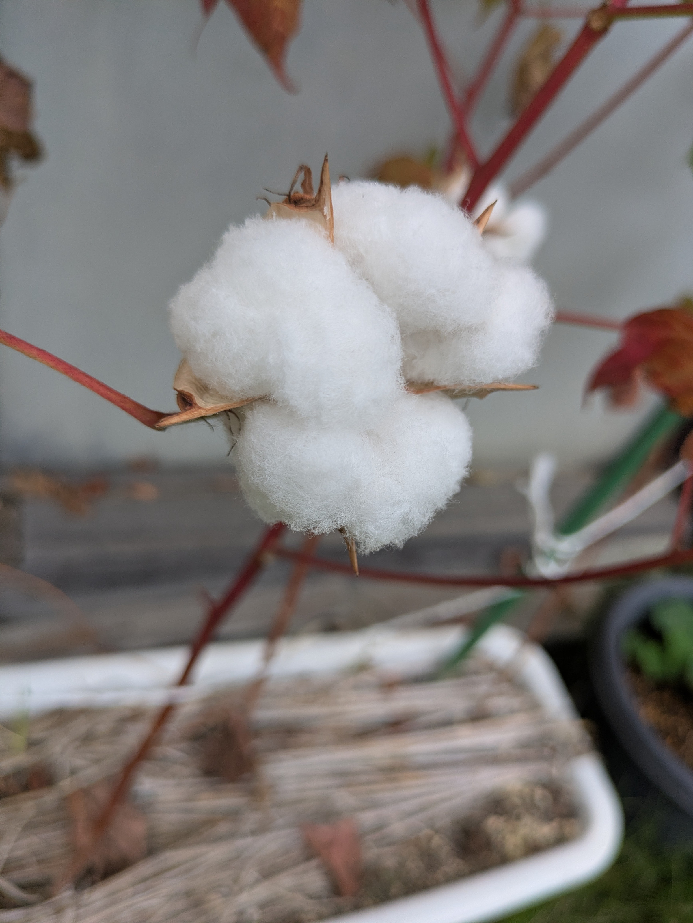 コットンの栽培