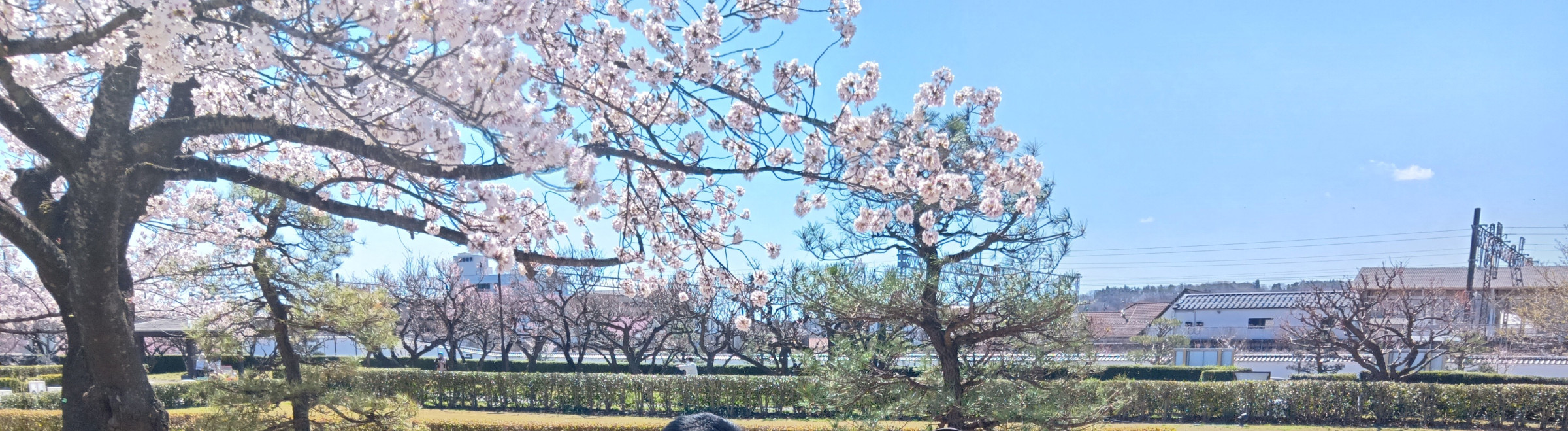 白河市の桜の名所、小峰城にお花見に行きました