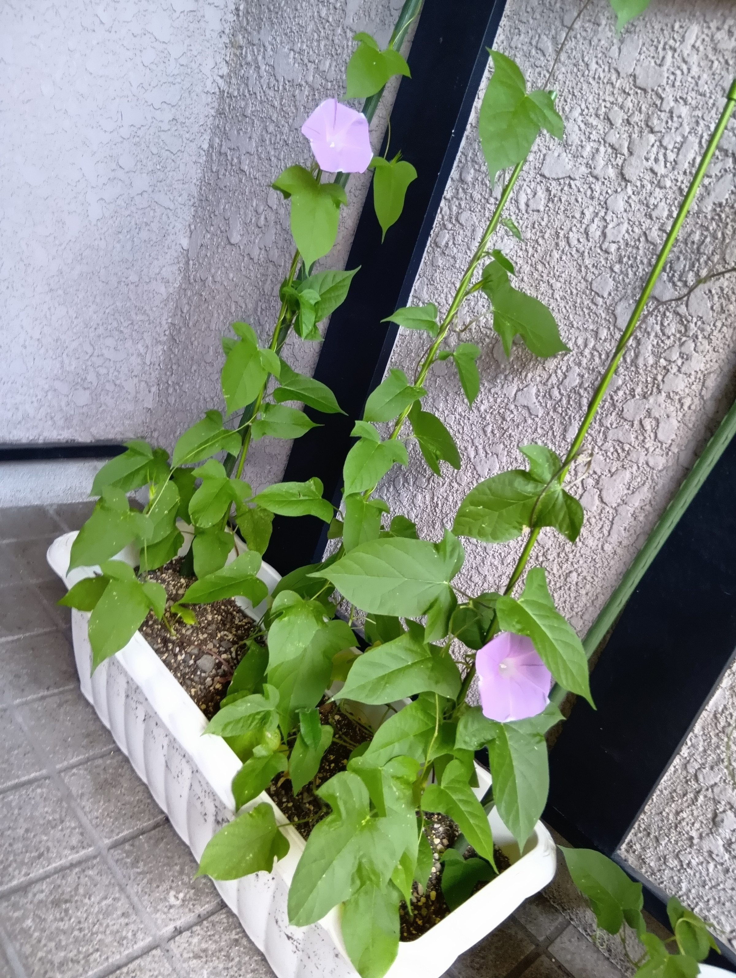 利用者さんたちがまいたアサガオが咲きました