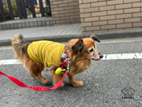 チワワ×ダックスのくうちゃん