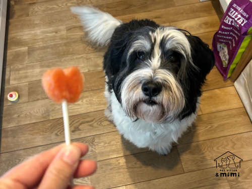 ポリッシュローランドシープドッグの男の子