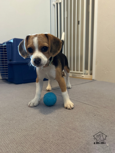 ビーグルのアミちゃん