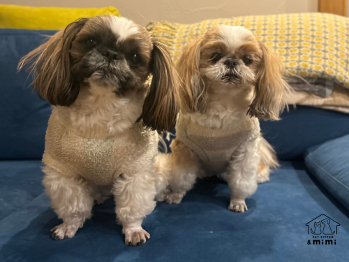 シーズーのパメラちゃん&ジョアンくん