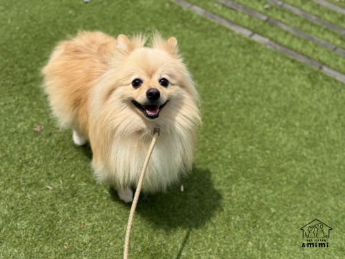 ポメラニアンのクレアちゃん