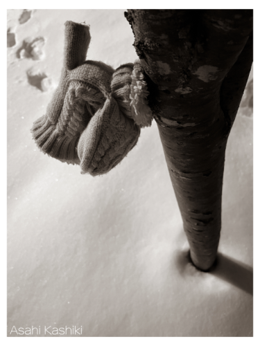 HP dailyphotos-9.png