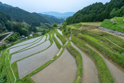 上（かむら）地区の棚田（５月）