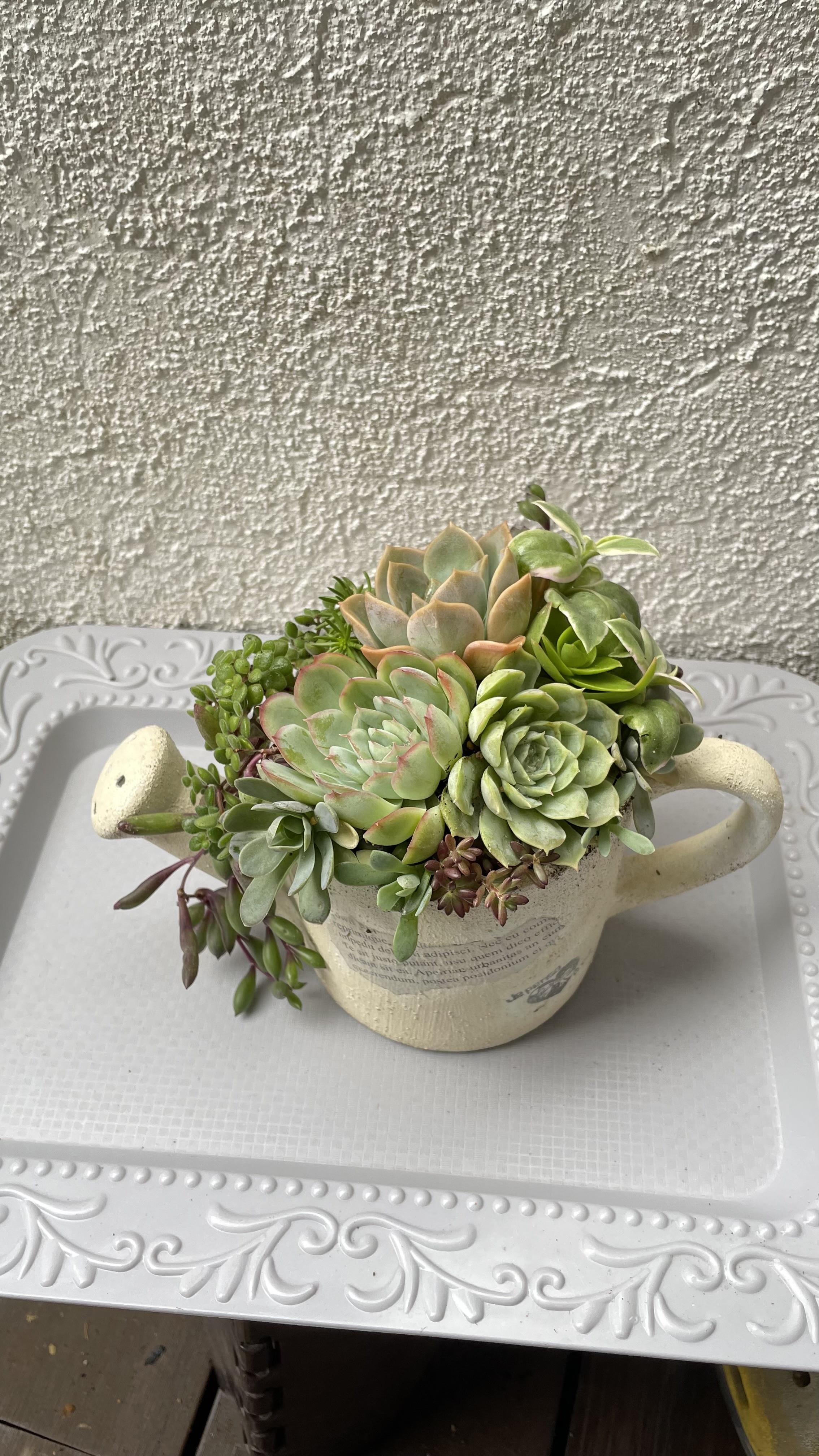 ジョウロ寄せ植え