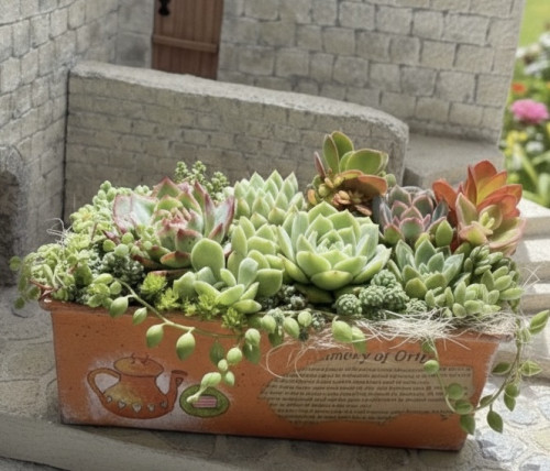 パウンド寄せ植えorange