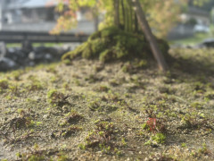 IMG_2272.jpeg
