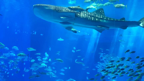 美ら海水族館　