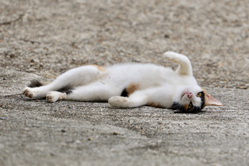 野良三毛猫(出没率高い)